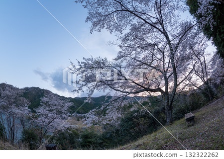 三重縣君乃野水壩的櫻花 132322262