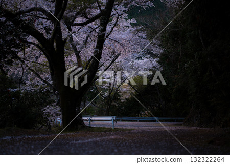 三重縣君乃野水壩的櫻花 132322264