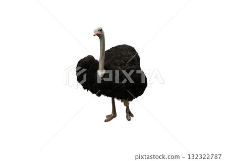 Ostrich in full profile displaying feathers and stance, isolated, PNG Ostrich in full profile displaying feathers and stance, isolated, PNG 132322787
