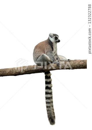 A lemur perched on a branch with a long striped tail, isolated, PNG A lemur perched on a branch with a long striped tail, isolated, PNG 132322788