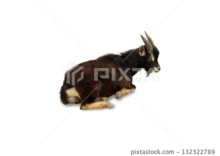 Goat reclined on its side, showcasing a tranquil pose, isolated, PNG Goat reclined on its side, showcasing a tranquil pose, isolated, PNG 132322789