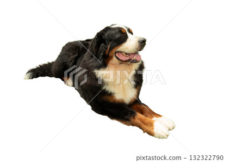Relaxed Bernese Mountain Dog lying down, isolated, PNG 132322790