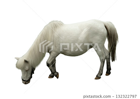 White pony bent down to graze on the ground, isolated, PNG White pony bent down to graze on the ground, isolated, PNG 132322797