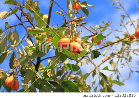 Persimmon fruit that is about to be harvested 132322816