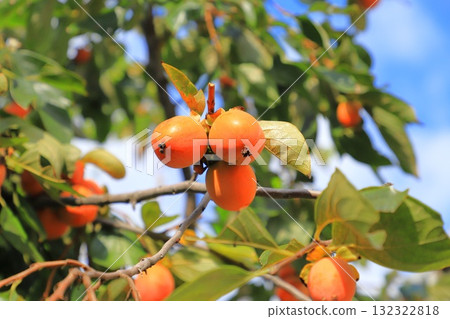 即將收穫的柿子果實 即將收穫的柿子果實 132322818