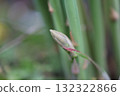 蘆筍芽 132322866