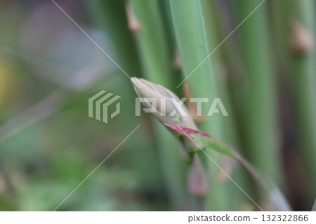 蘆筍芽 蘆筍芽 132322866