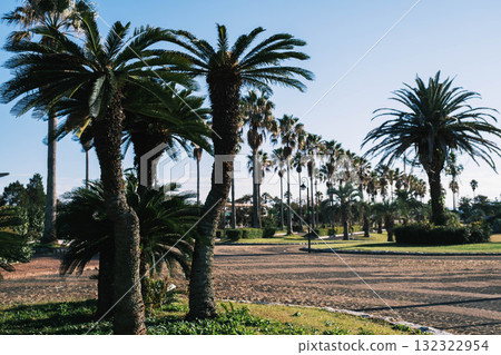 [Ako Seaside Park] Impressive scenery with large palm trees 132322954