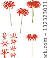 各種紅蜘蛛百合插圖向量 132323031