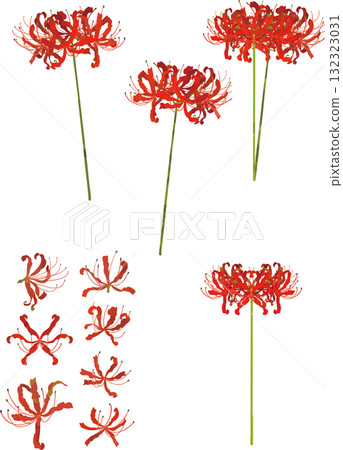 Various red spider lilies illustration vector 132323031