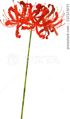 單簇朱頂紅的插畫素材 單簇朱頂紅的插畫素材 132323035