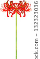 單簇朱頂紅的插畫素材 132323036
