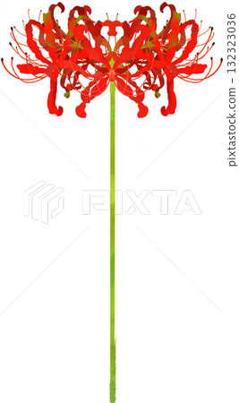 單簇朱頂紅的插畫素材 單簇朱頂紅的插畫素材 132323036