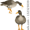 綠頭鴨插畫素材 132323039