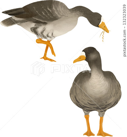 綠頭鴨插畫素材 綠頭鴨插畫素材 132323039