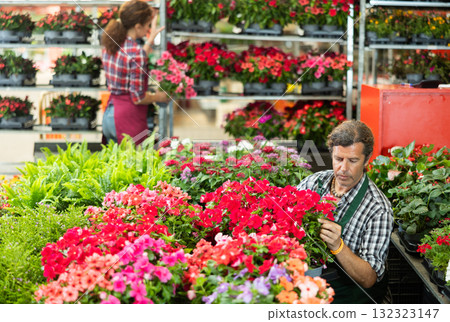 Male employee sorts out goods, carries out daily care with young vinca plant 132323147