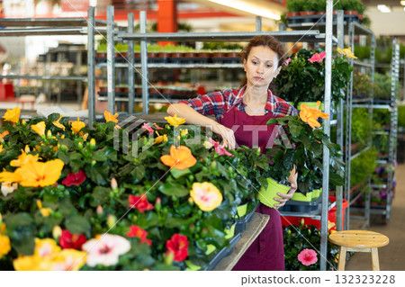 Middle-aged saleswoman arranging flower-pots with hibiscus in plants market 132323228
