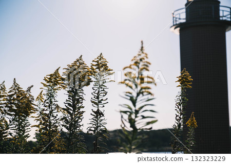 [Ako Seaside Park] Cute autumn yellow flowers 132323229