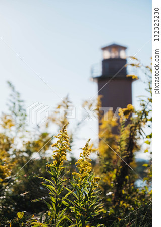 [赤穗海濱公園]可愛的秋天黃色花朵 132323230