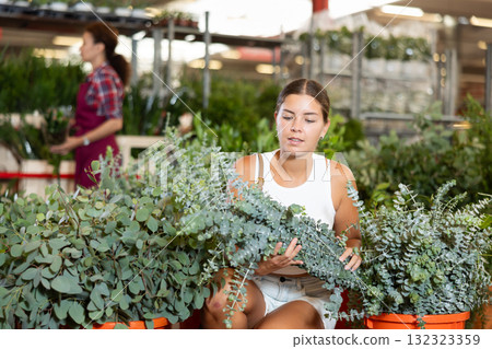 Young girl choosing eucalyptus in flower-pots in plants market Young girl choosing eucalyptus in flower-pots in plants market 132323359