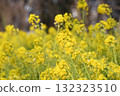 Rape blossoms bathed in spring light 132323510