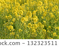 Rape blossoms bathed in spring sunlight 132323511