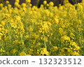 Rape blossoms bathed in spring sunlight 132323512