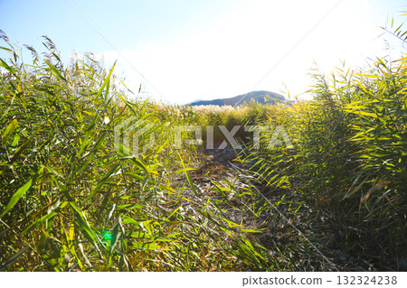 秋日烈日下，一條小路被高高的草叢包圍 132324238