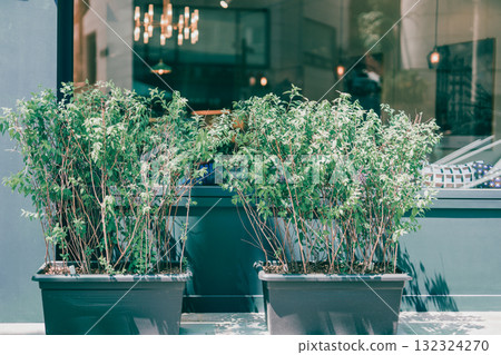 modern workspace architecture design with small tree decorate at front modern workspace architecture design with small tree decorate at front 132324270