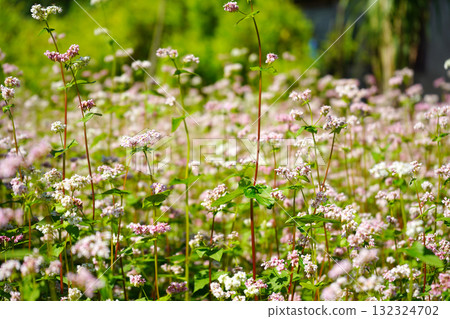 Field of Tiny Pink and White Flowers Blooming Field of Tiny Pink and White Flowers Blooming 132324702