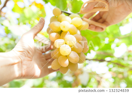 Persimmon harvest Persimmon harvest 132324839
