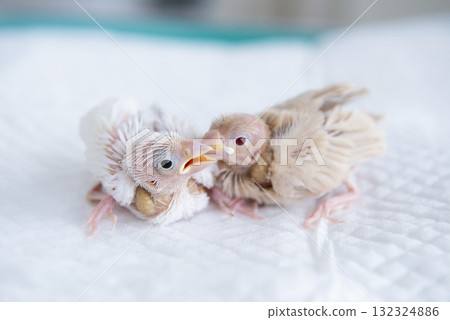 Friendly Java Sparrow Chicks 132324886