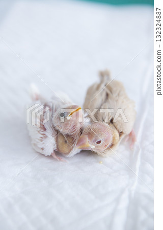 Fumigator's chick 132324887