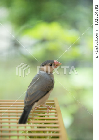 A middle-aged Java sparrow chick in a bamboo cage A middle-aged Java sparrow chick in a bamboo cage 132324892