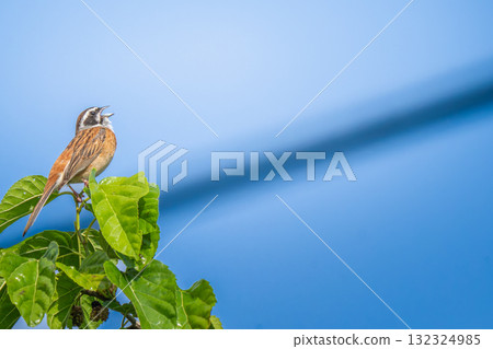 Bunting perched on a branch - copy space 132324985