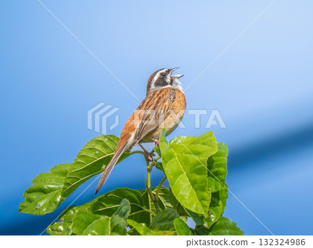 Stick to the branches Stick to the branches 132324986