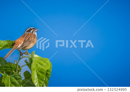 彩旗棲息在樹枝上 — 複製空間 彩旗棲息在樹枝上 — 複製空間 132324995