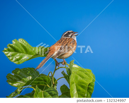 堅持分支機構 堅持分支機構 132324997