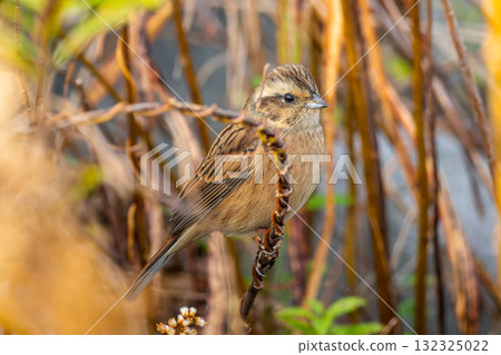 Stick to the branches 132325022