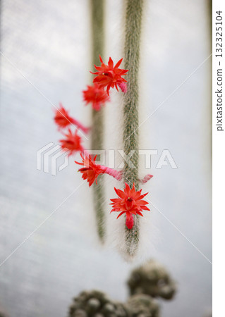 Cleistocactus colademononis (Monkey Tail Cactus) is a cactus with a special characteristic: a long, vine-like stem covered with soft white hairs resembling a monkey's tail. It is suitable for growing Cleistocactus colademononis (Monkey Tail Cactus) is a cactus with a special characteristic: a long, vine-like stem covered with soft white hairs resembling a monkey's tail. It is suitable for growing 132325104