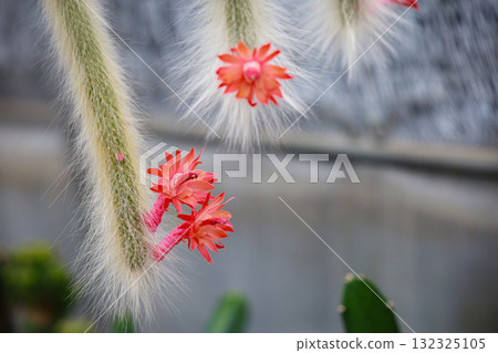 Cleistocactus colademononis (Monkey Tail Cactus) is a cactus with a special characteristic: a long, vine-like stem covered with soft white hairs resembling a monkey's tail. It is suitable for growing Cleistocactus colademononis (Monkey Tail Cactus) is a cactus with a special characteristic: a long, vine-like stem covered with soft white hairs resembling a monkey's tail. It is suitable for growing 132325105