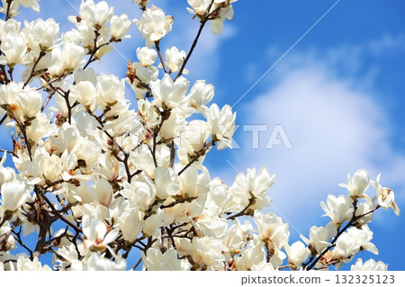 Hakkumen盛開 132325123