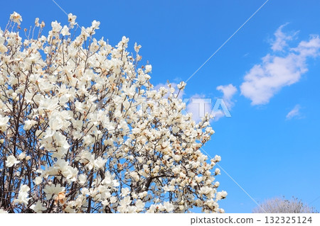 Hakkumen盛開 132325124