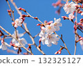 Close-up of Higan cherry blossoms 132325127