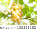 Grape 132325162