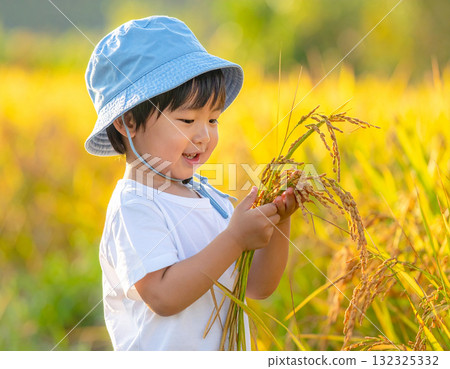 一名男孩在秋季稻田凝視著稻米 一名男孩在秋季稻田凝視著稻米 132325332