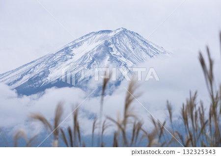 富士山初雪,金色芒草搖曳的冬日景象 富士山初雪,金色芒草搖曳的冬日景象 132325343