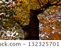 著色樹 132325701