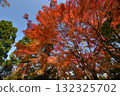秋天的葉子在藍藍的天空中上色 132325702