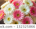 Close-up of delicate pink and white gerbera daisies in soft pastel tones. Summer garden flowers with fresh blooms for floral and nature concepts. 132325866